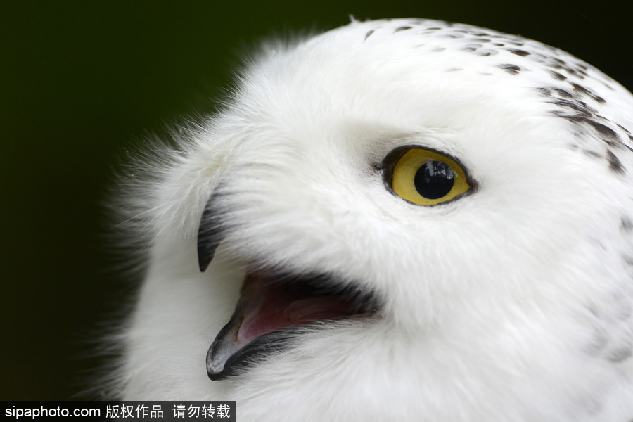 天生愛笑 捷克動(dòng)物園里的雪鸮“笑瞇瞇”呆萌可愛
