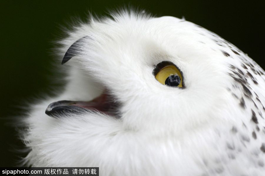 天生愛(ài)笑 捷克動(dòng)物園里的雪鸮“笑瞇瞇”呆萌可愛(ài)