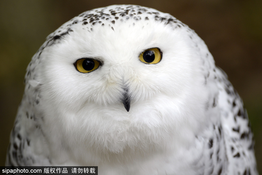 天生愛笑 捷克動(dòng)物園里的雪鸮“笑瞇瞇”呆萌可愛