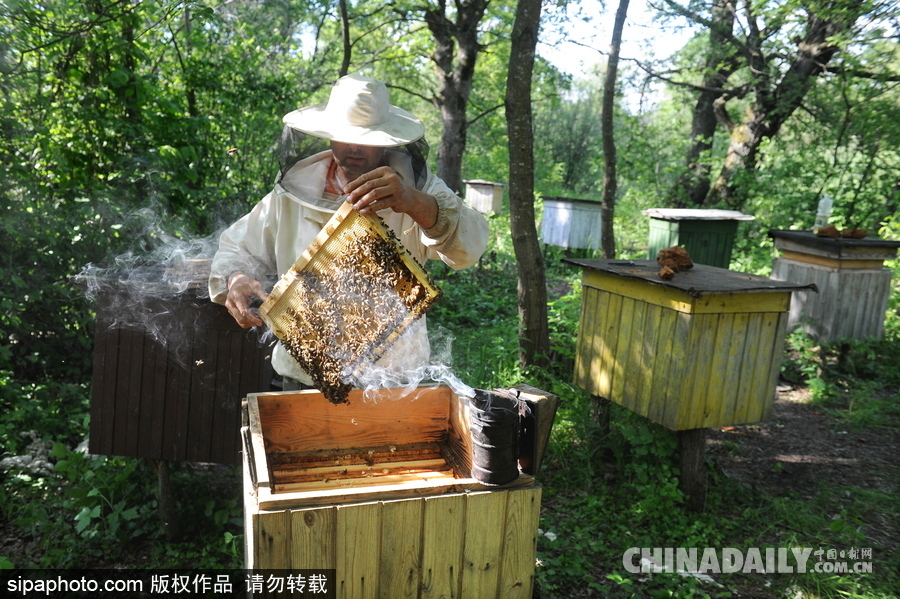 深山里的原生態蜂蜜 探訪白俄羅斯養蜂農場
