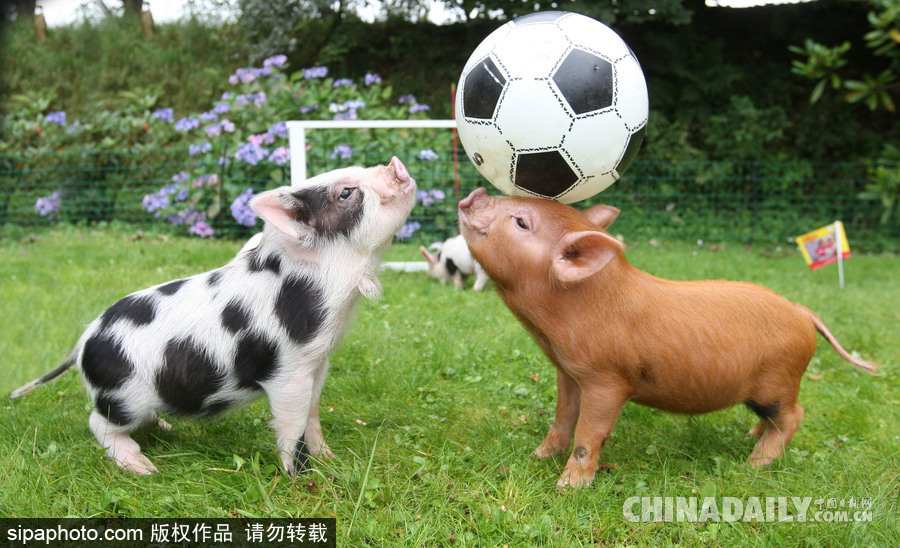 網(wǎng)紅范十足 盤點(diǎn)動(dòng)物界選手“人模人樣”