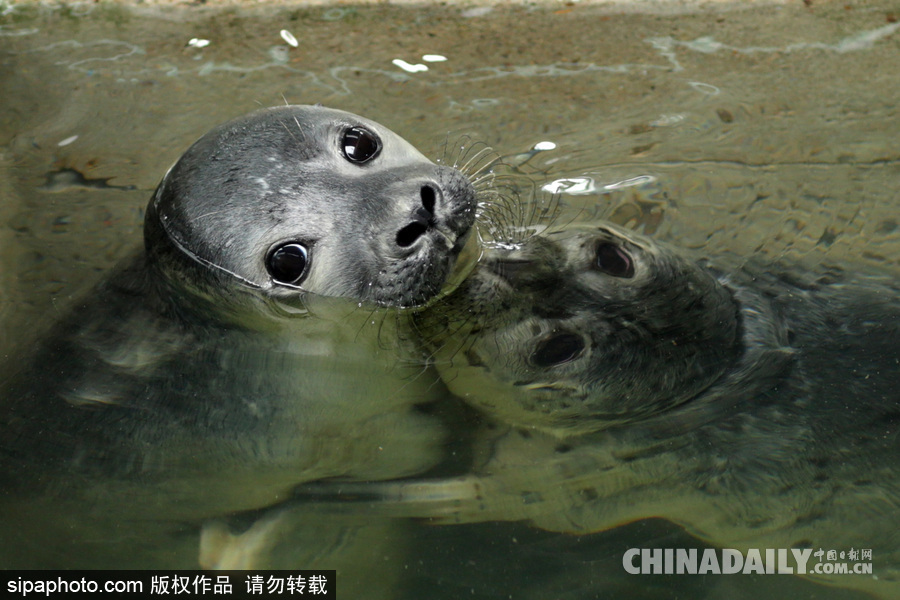 楚楚可憐小眼神 德國(guó)海豹“孤兒”將被放歸海洋