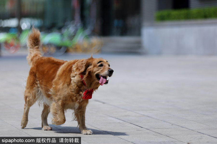 太拉風！沈陽一金毛犬被紋眉 酷似蠟筆小新