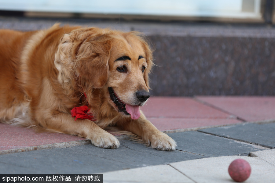 太拉風(fēng)！沈陽(yáng)一金毛犬被紋眉 酷似蠟筆小新