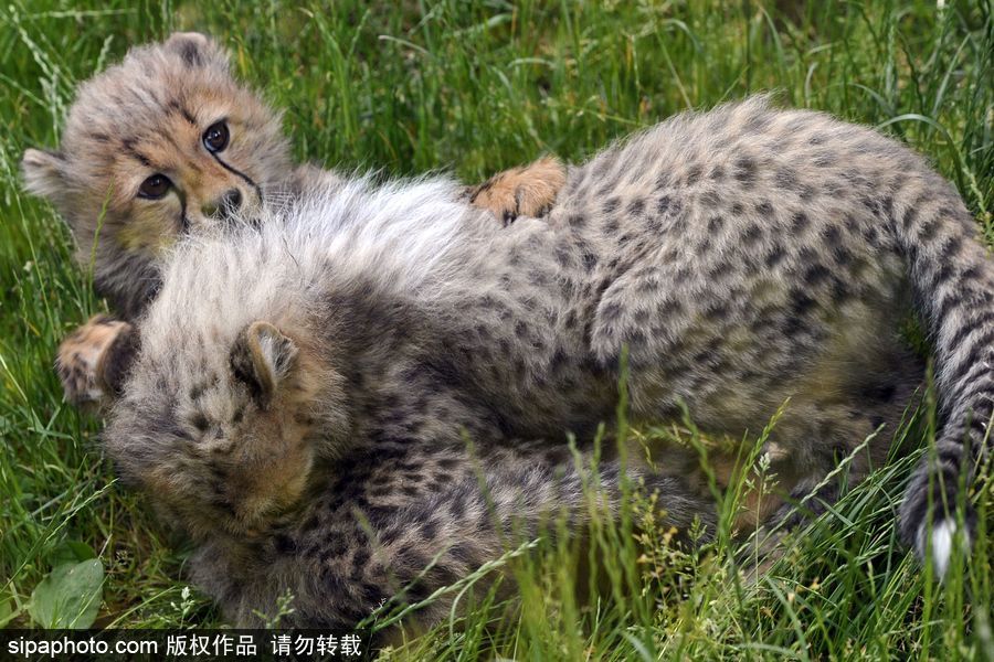 捷克動(dòng)物園內(nèi)小獵豹首次隨媽媽外出 軟萌可愛(ài)