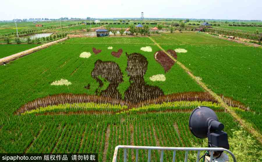 沈陽(yáng)：稻田畫(huà)迎來(lái)最佳觀賞期 色彩艷麗震撼壯觀美翻了