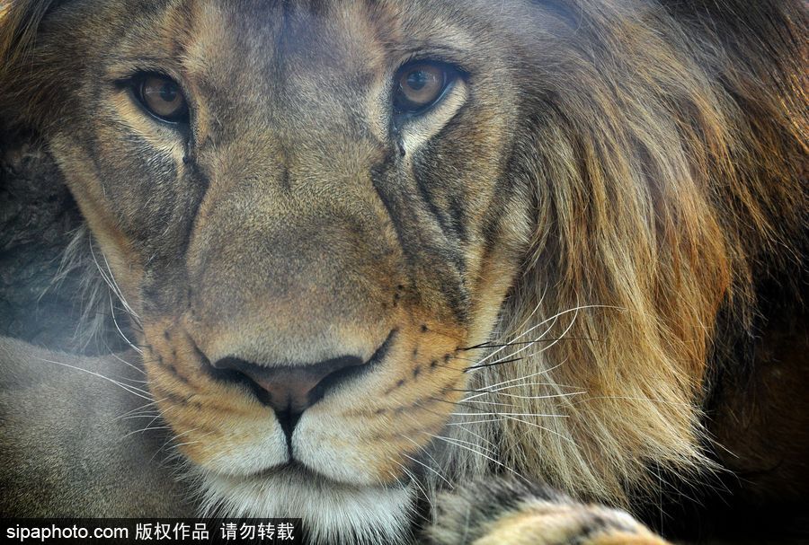 大家伙的軟萌時(shí)刻 捷克動(dòng)物園里的獅子