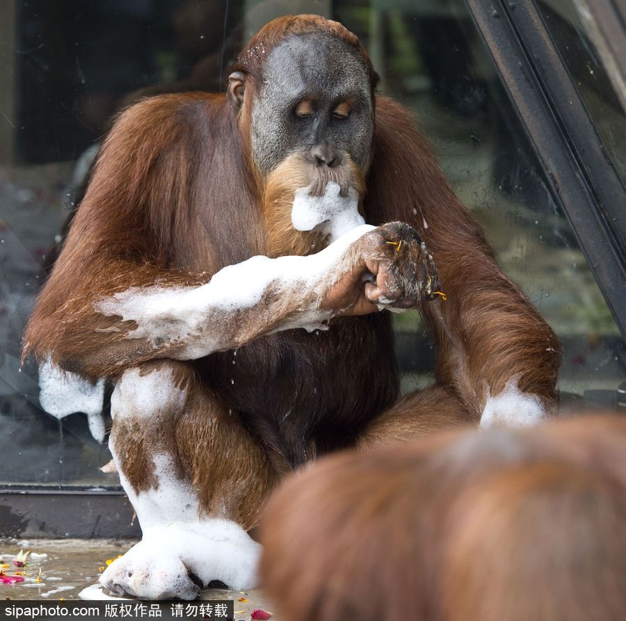 動物也瘋狂！炎炎夏日動物解暑降溫也賣萌