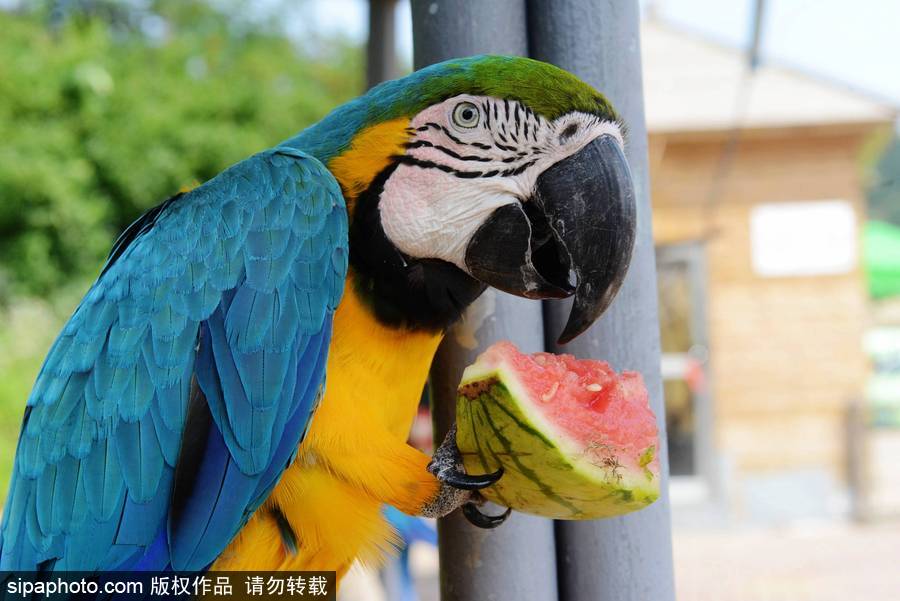 動物也瘋狂！炎炎夏日動物解暑降溫也賣萌