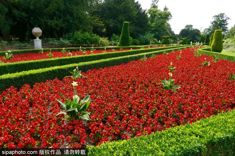 永不凋謝的鮮花 英國克萊夫登莊園內現蠟質秋海棠