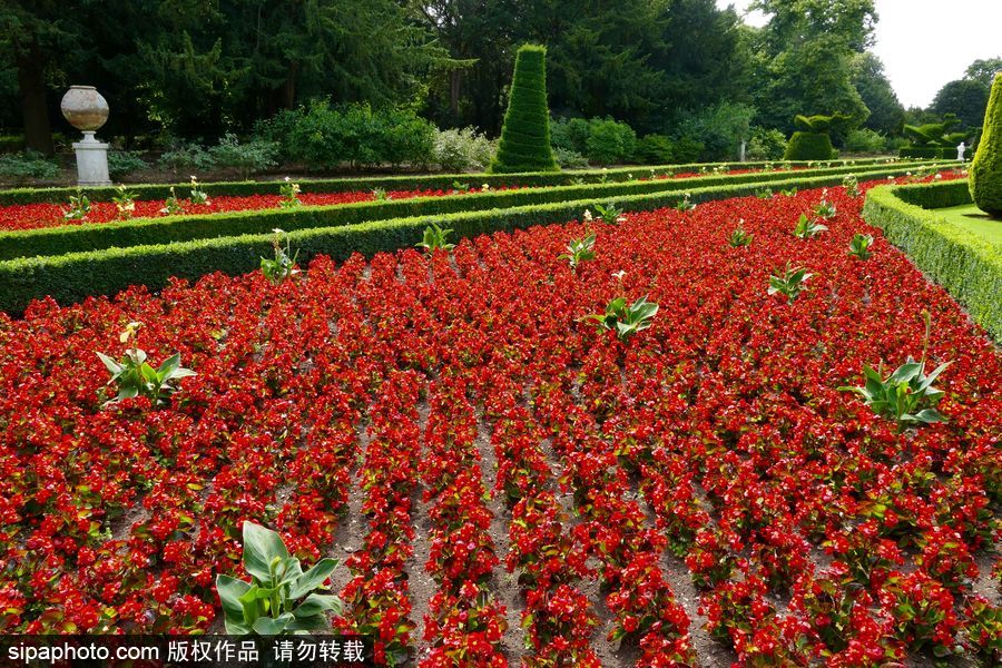 永不凋謝的鮮花 英國克萊夫登莊園內現(xiàn)蠟質秋海棠