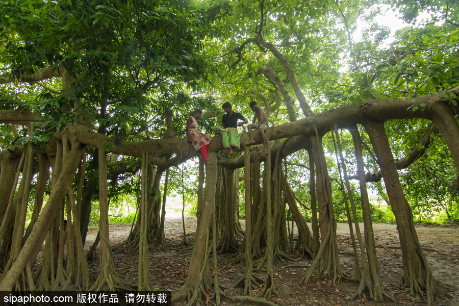 孟加拉500歲“樹怪”根部似森林 現獨木成林景觀