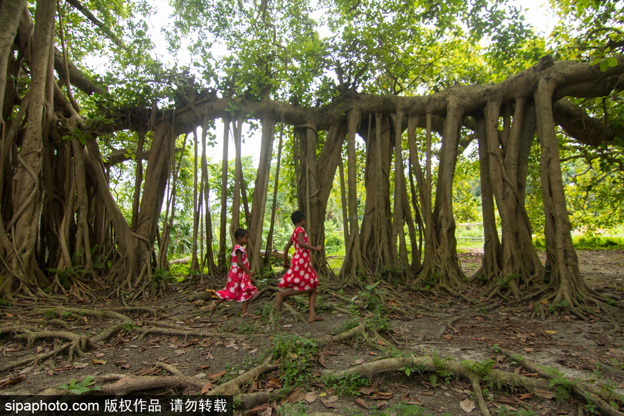 孟加拉500歲“樹怪”根部似森林 現獨木成林景觀