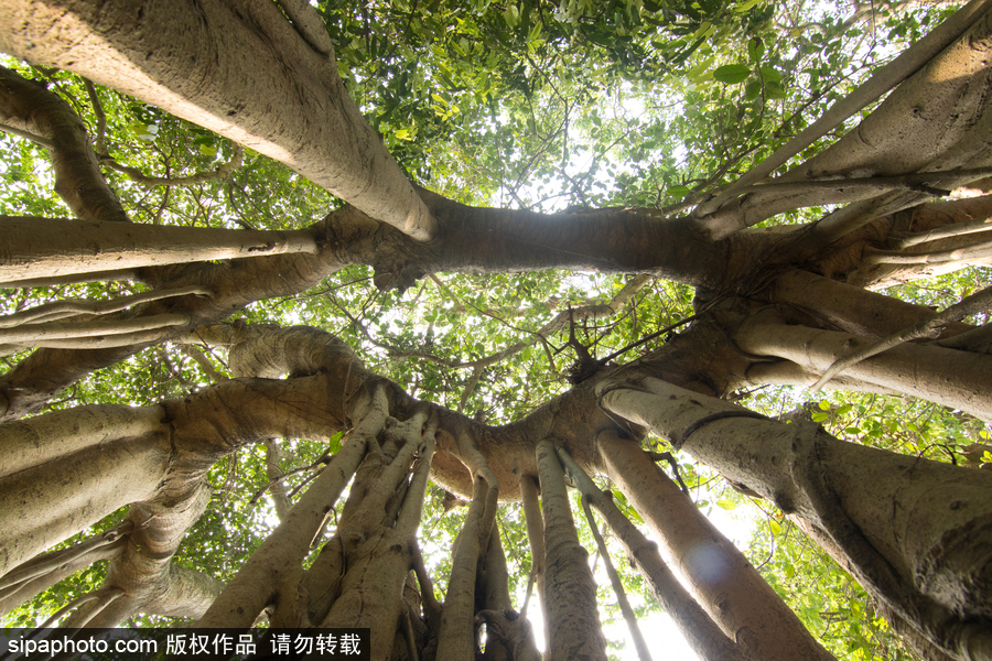 孟加拉500歲“樹怪”根部似森林 現獨木成林景觀