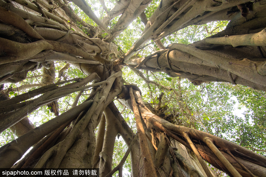孟加拉500歲“樹怪”根部似森林 現(xiàn)獨(dú)木成林景觀