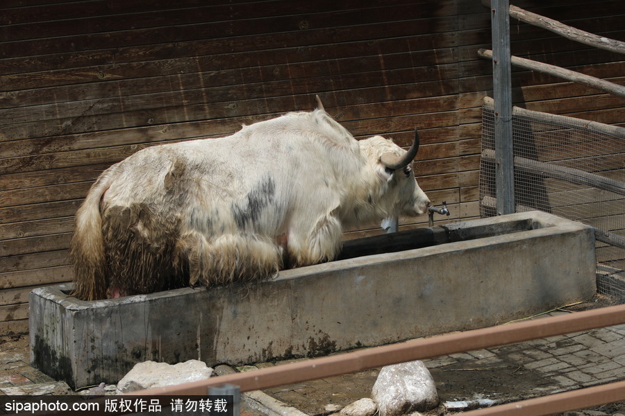 鄭州：動(dòng)物避暑各出奇招 啃冰泡澡吃瓜無所不能