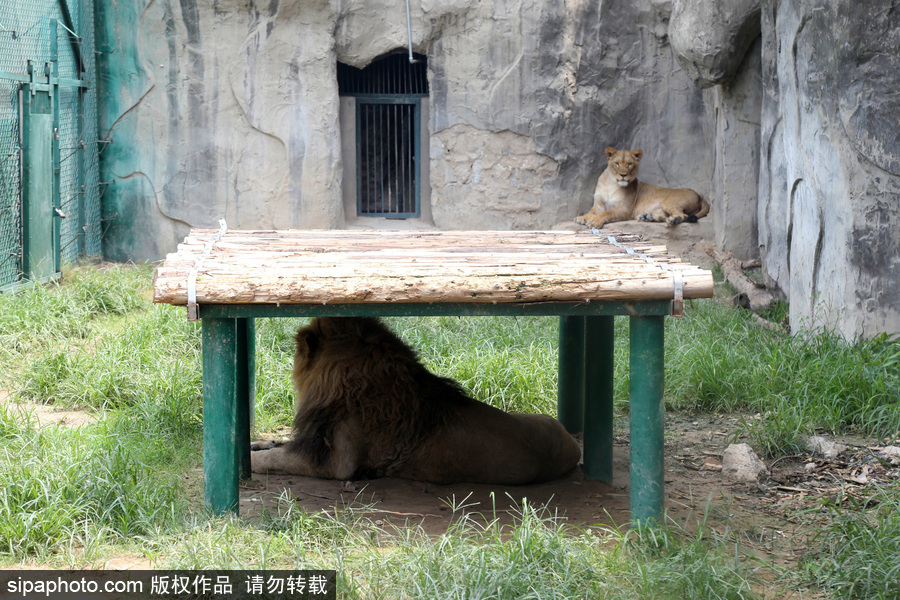 鄭州：動(dòng)物避暑各出奇招 啃冰泡澡吃瓜無(wú)所不能