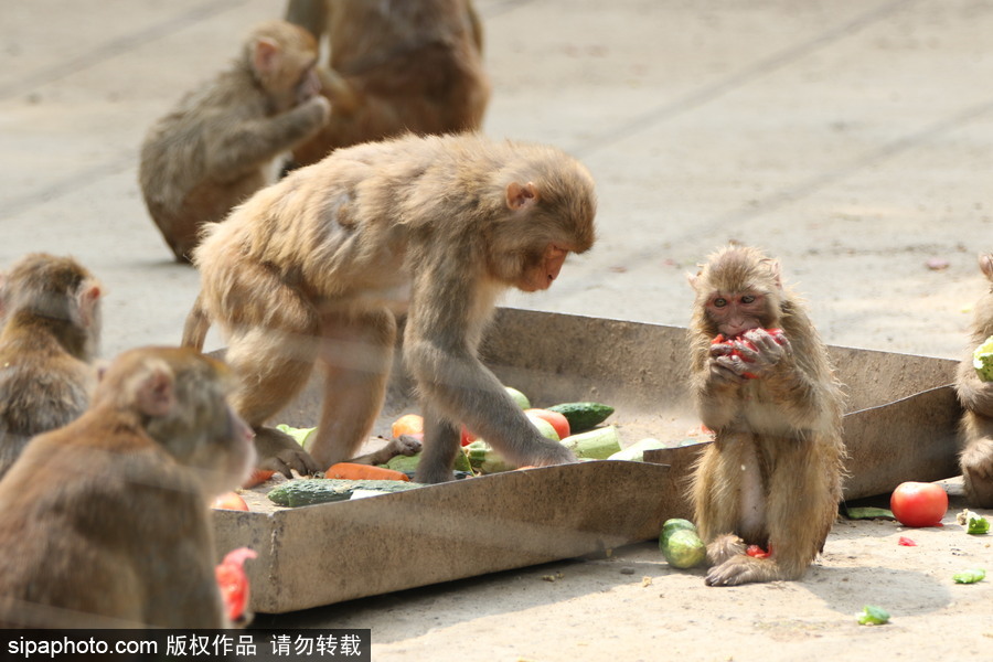 鄭州：動(dòng)物避暑各出奇招 啃冰泡澡吃瓜無(wú)所不能