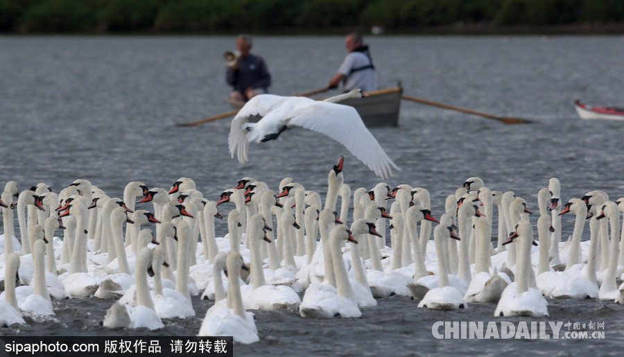 英國(guó)：白天鵝大“派對(duì)” 匯聚飼養(yǎng)場(chǎng)場(chǎng)面十分壯觀