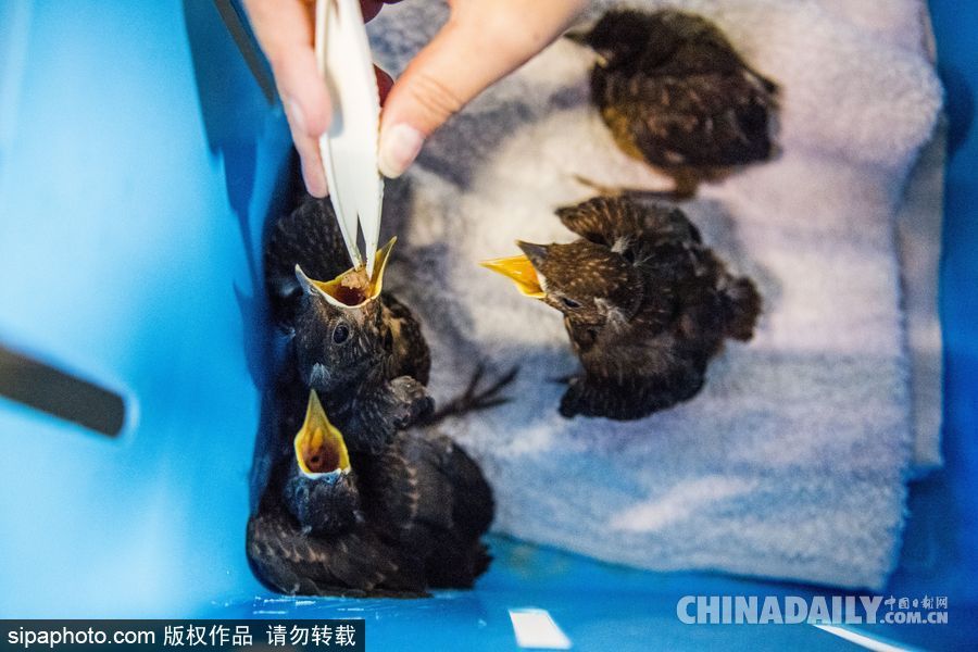 荷蘭：受動(dòng)物保護(hù)者照顧的“孤兒”小鳥 嗷嗷待哺萌態(tài)十足