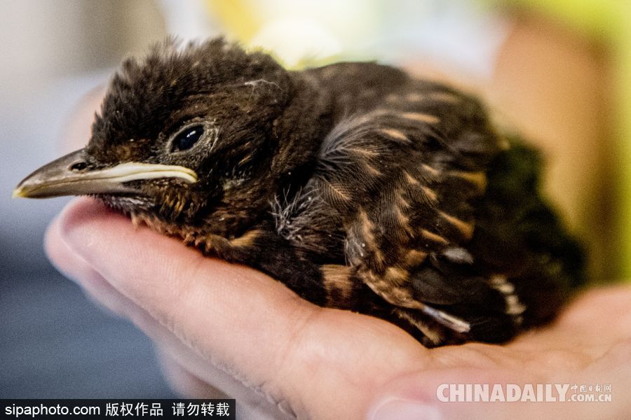 荷蘭：受動(dòng)物保護(hù)者照顧的“孤兒”小鳥 嗷嗷待哺萌態(tài)十足