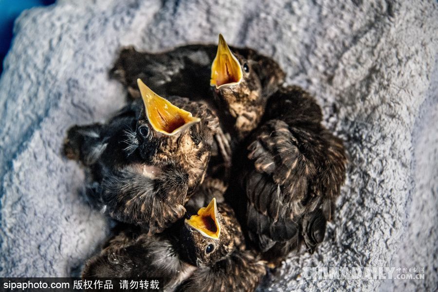 荷蘭：受動物保護者照顧的“孤兒”小鳥 嗷嗷待哺萌態(tài)十足