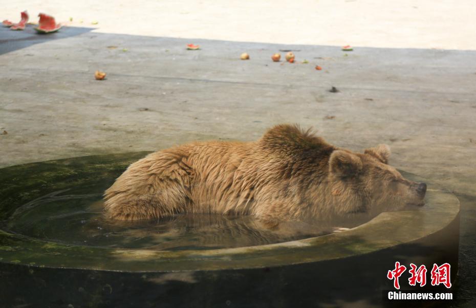 武漢持續(xù)晴熱高溫 動物避暑萌態(tài)盡顯