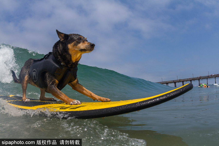 狗狗也沖浪！實拍美國加州小狗沖浪瞬間 妙趣橫生萌態(tài)十足
