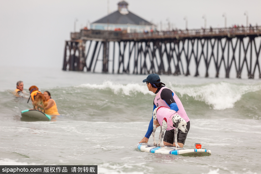 狗狗也沖浪！實拍美國加州小狗沖浪瞬間 妙趣橫生萌態十足
