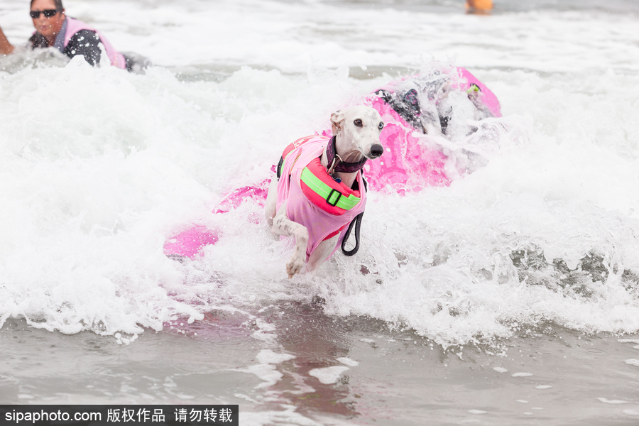狗狗也沖浪！實拍美國加州小狗沖浪瞬間 妙趣橫生萌態(tài)十足