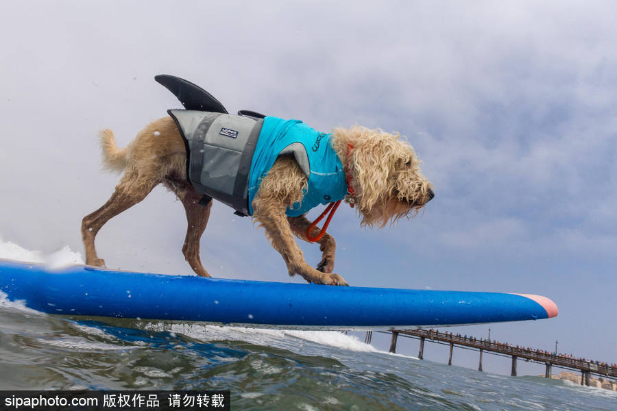 狗狗也沖浪！實拍美國加州小狗沖浪瞬間 妙趣橫生萌態(tài)十足