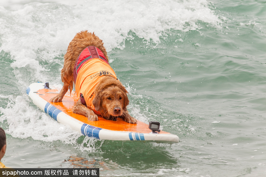 狗狗也沖浪！實拍美國加州小狗沖浪瞬間 妙趣橫生萌態十足