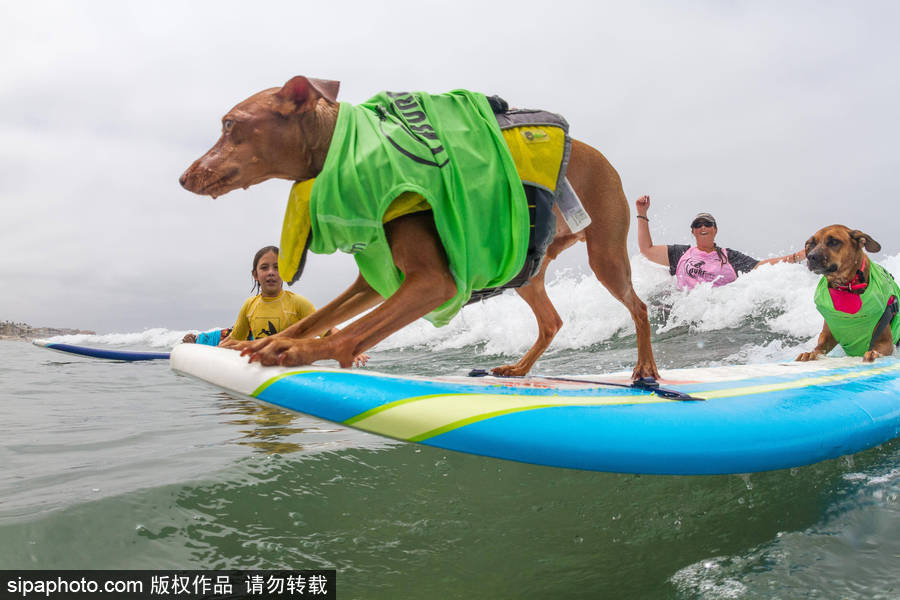 狗狗也沖浪！實拍美國加州小狗沖浪瞬間 妙趣橫生萌態十足