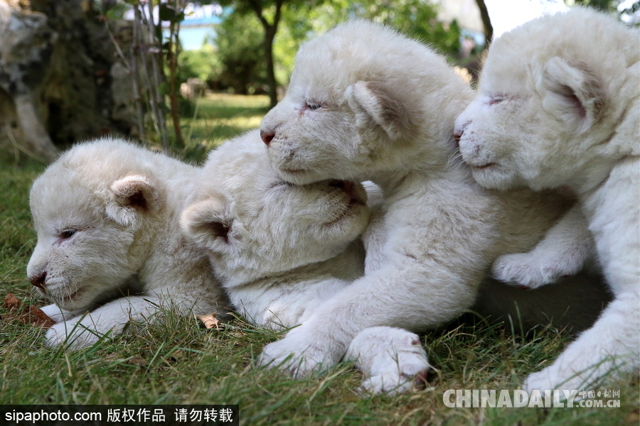 俄羅斯動(dòng)物園里的白獅寶寶 張嘴“怒吼”奶氣十足