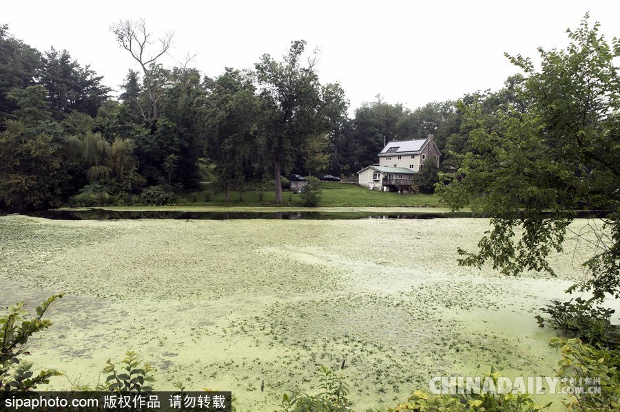 美國紐堡藍綠藻類泛濫成災 河水散發惡臭