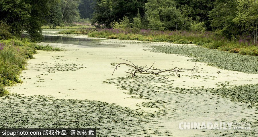 美國紐堡藍綠藻類泛濫成災 河水散發惡臭