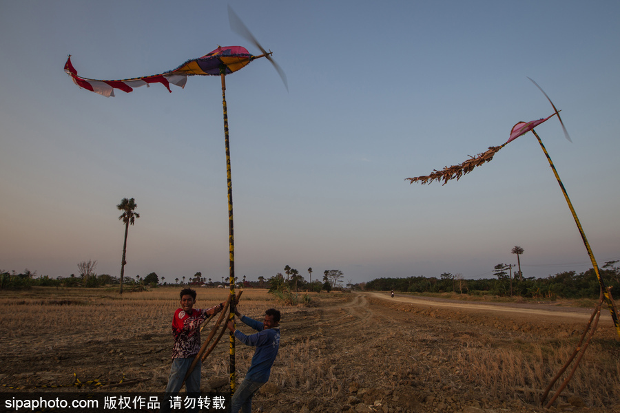 印尼迎來傳統(tǒng)風(fēng)車節(jié) 風(fēng)帆舞動夕陽剪影下美如畫