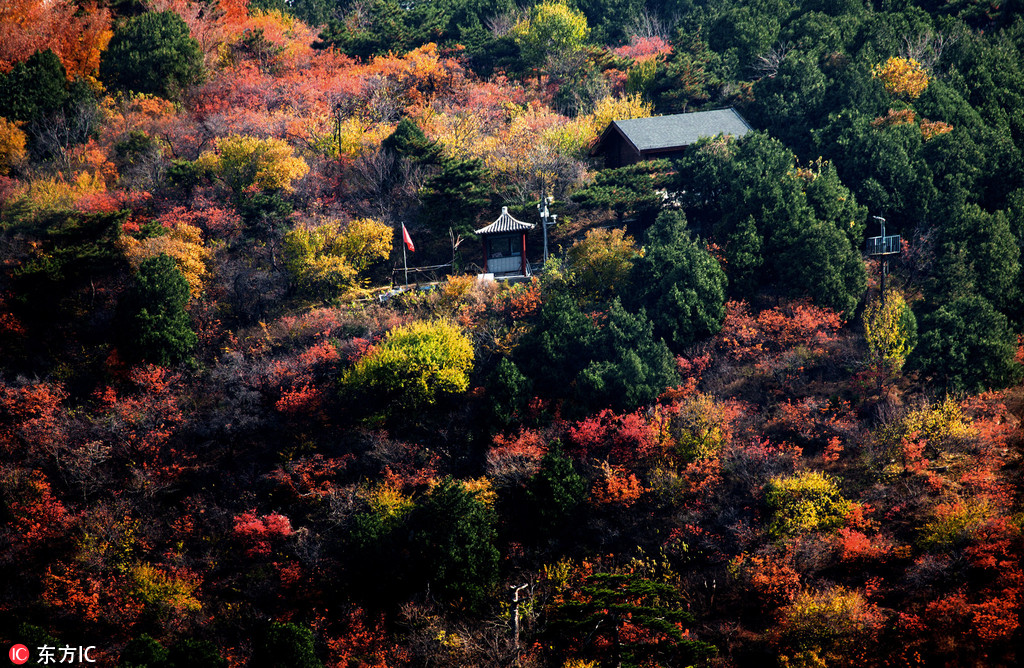 北京香山景區觀紅葉正好 游客絡繹不絕