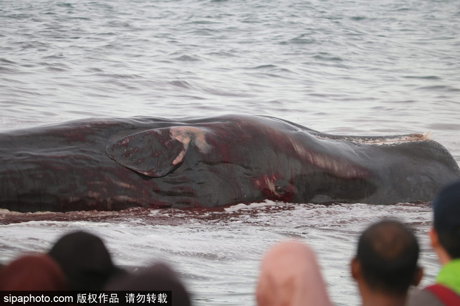 9條鯨魚(yú)集體擱淺印尼海灘 民眾合力送回海中