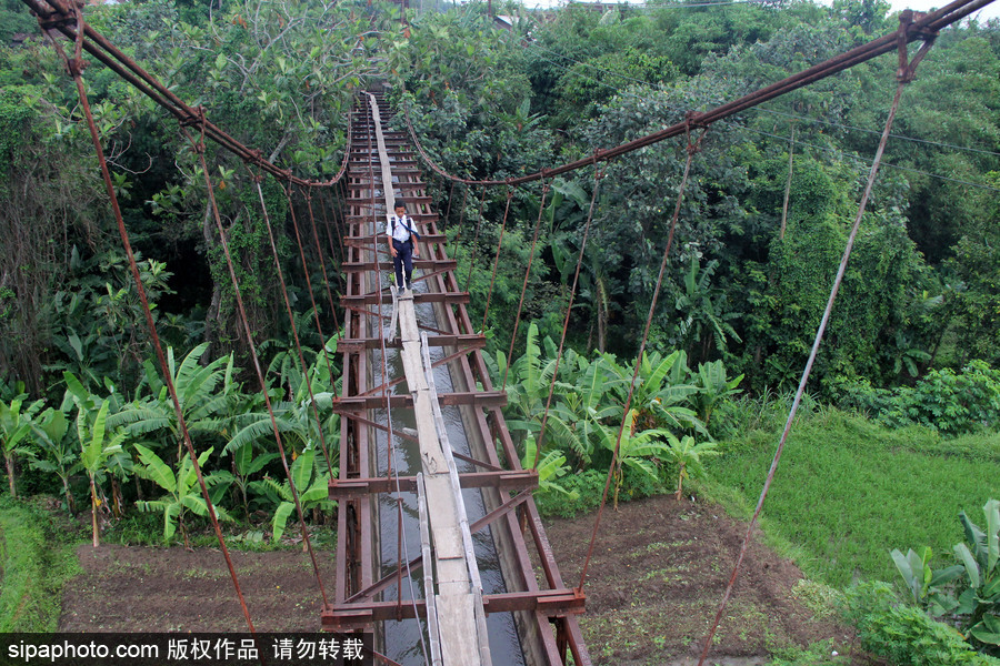 印尼學生驚險上學路 超窄木板吊橋穿叢林