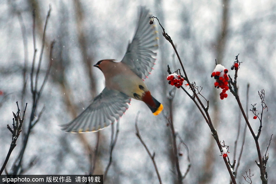 自然合奏曲！俄羅斯伊凡諾沃初冬皚皚白雪干凈純粹