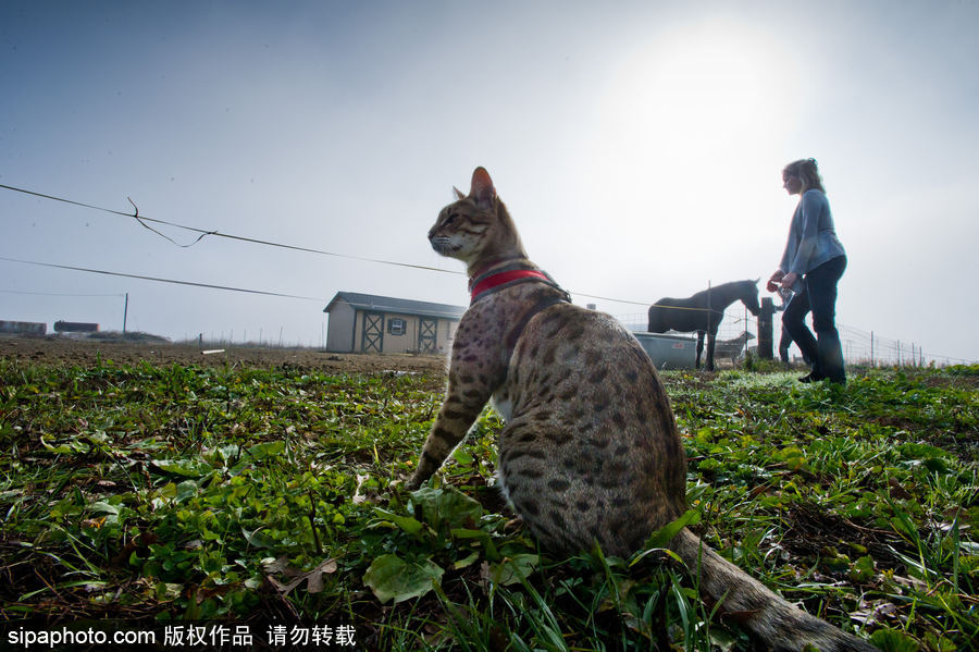 喵屆大長腿！ 世界最高的貓咪總身高48公分