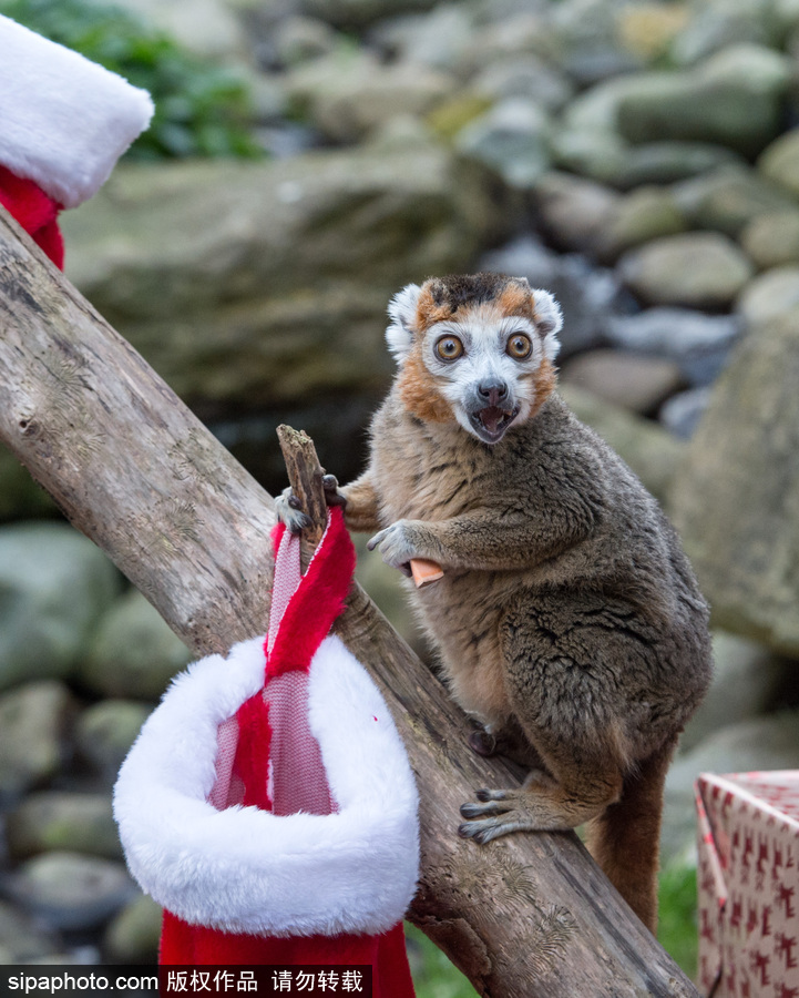 英國布里斯托動物園迎接圣誕節 動物喜獲“圣誕老人”禮物