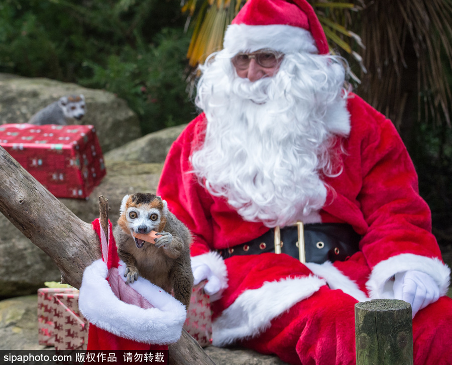 英國布里斯托動物園迎接圣誕節 動物喜獲“圣誕老人”禮物