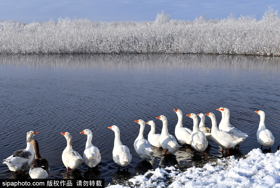 生活在冰雪童話之中 白俄羅斯鄉村冬雪覆蓋