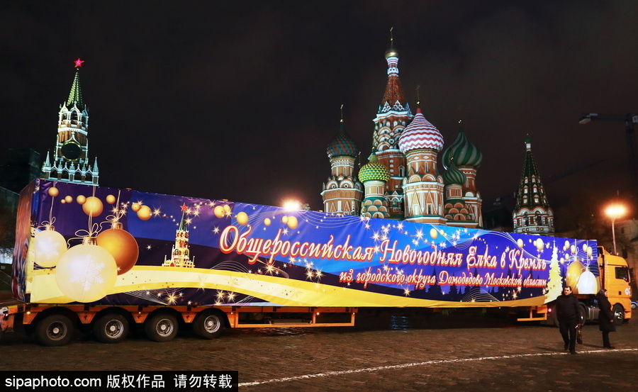 迎接圣誕節！ 巨型圣誕樹搭乘卡車運抵克里姆林宮