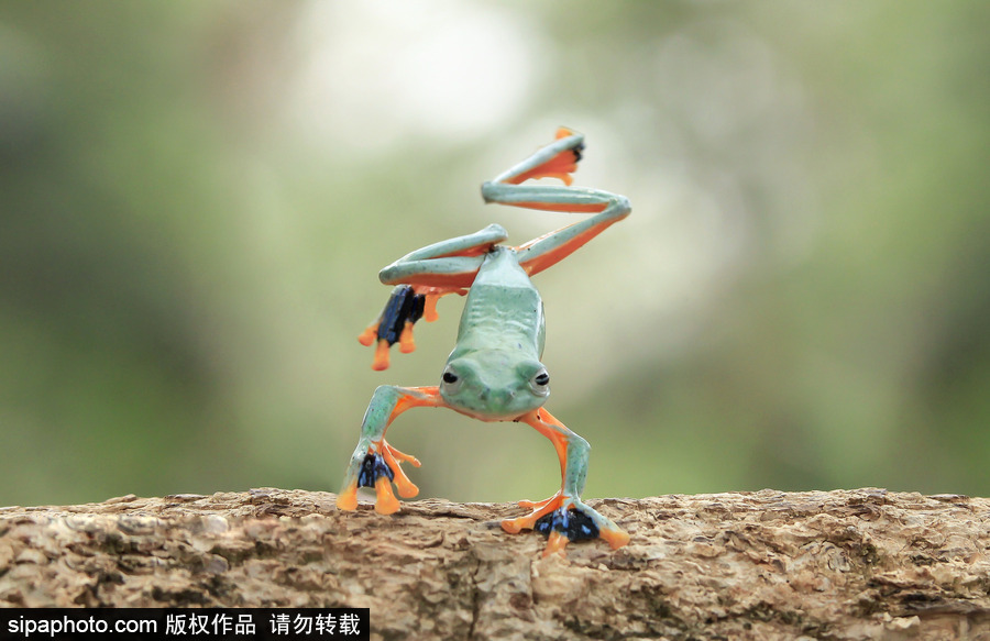 你的“蛙兒子”回來(lái)了嗎？盤點(diǎn)動(dòng)物界佛系蛙日常萌照