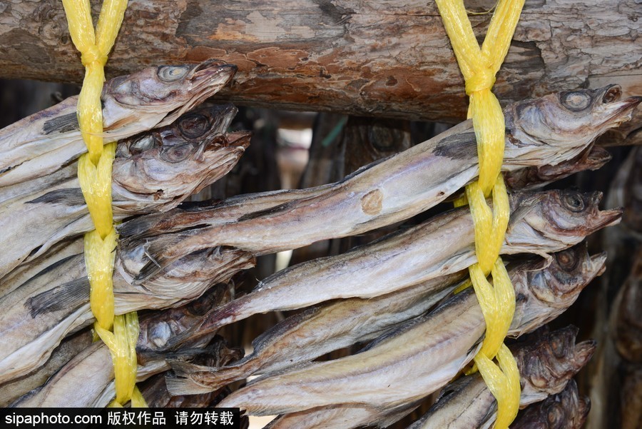 2018平昌冬奧會(huì)：場(chǎng)館外晾曬干鱈魚(yú) 場(chǎng)面壯觀