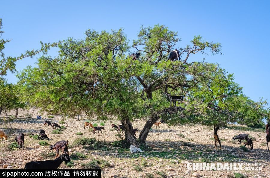 山羊也能上樹？摩洛哥羊爬堅果樹吃果實