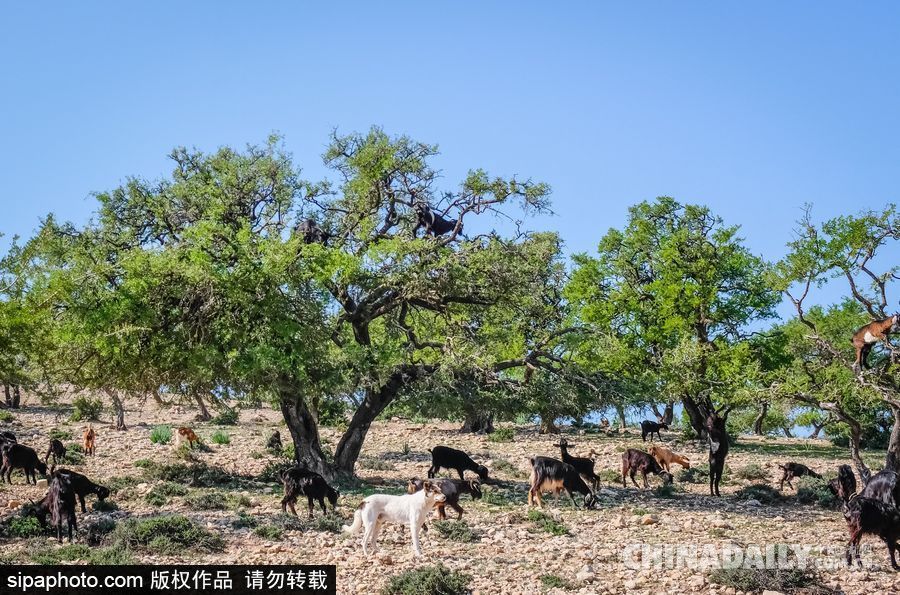 山羊也能上樹？摩洛哥羊爬堅果樹吃果實
